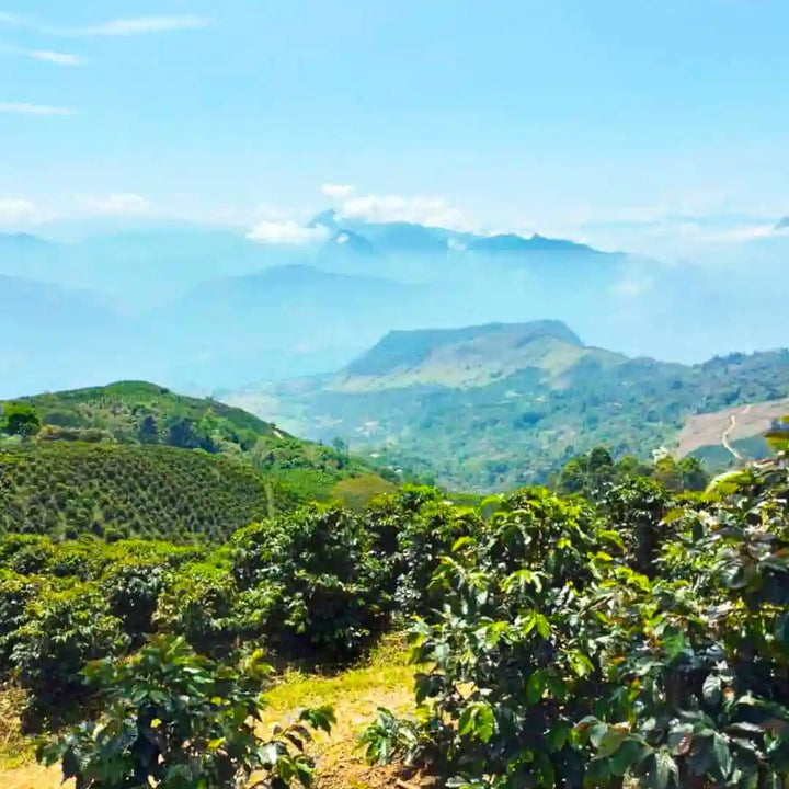 Colombia Medellin by Coffee Beautiful Fresh Roasted Specialty Grade Coffee by the Coffee Beautiful Coffee Company UK London Surrey