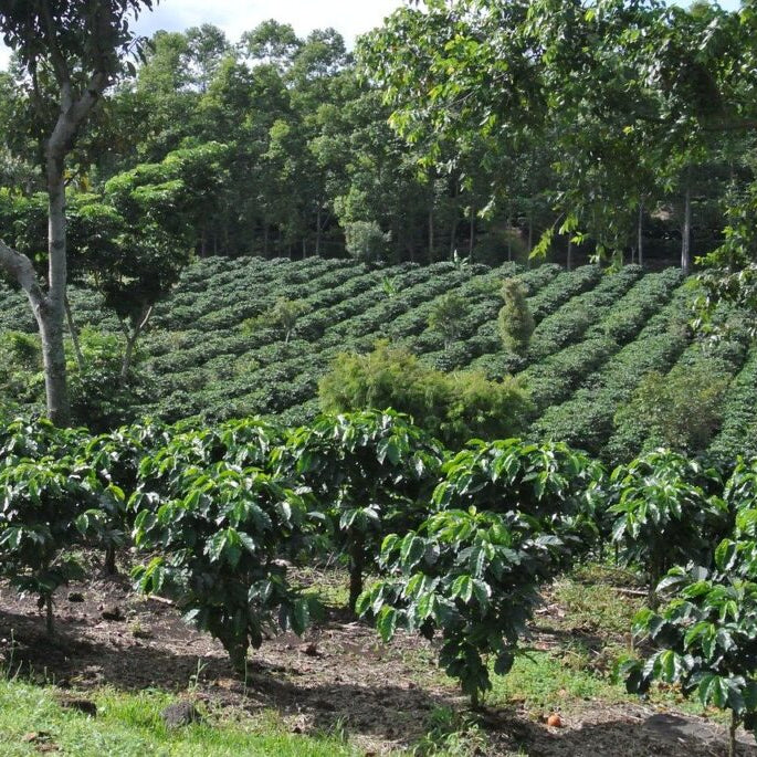 Coffee Beautiful Symphony Blend Specialty Grade Fresh Roasted Coffee by the Coffee Beautiful Coffee Company UK London Surrey