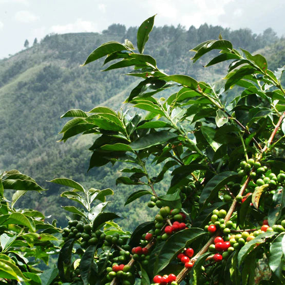 Ethiopia Yirgacheffe by Coffee Beautiful Specialty Grade Fresh Roasted Coffee UK London Surrey