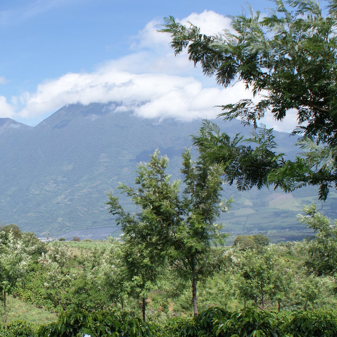 Guatemala Antigua by Coffee Beautiful Fresh Roasted Specialty Grade Coffee by the Coffee Beautiful Coffee company UK London Surrey