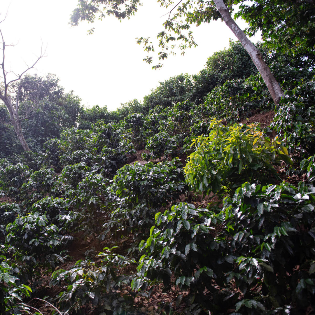 El Salvador Las Isabellas by Coffee Beautiful Fresh Roasted Specialty Grade Coffee by the Coffee Beautiful Coffee Company UK London Surrey
