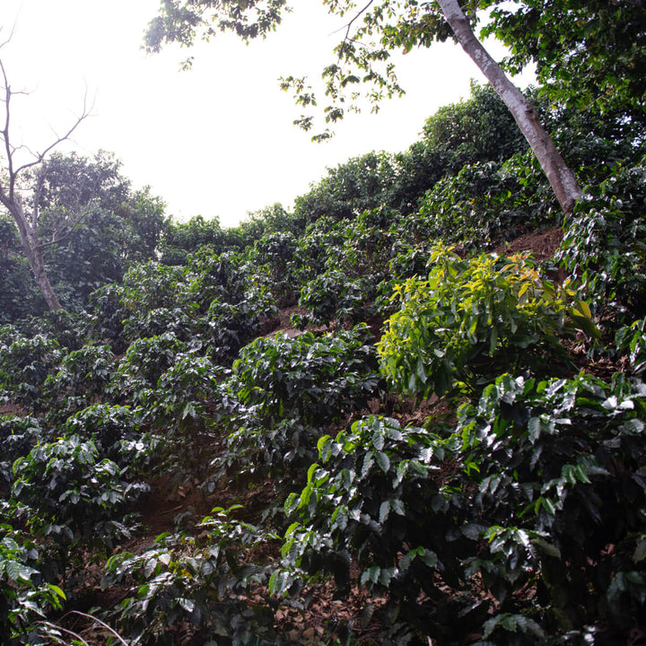 El Salvador Las Isabellas by Coffee Beautiful Fresh Roasted Specialty Grade Coffee by the Coffee Beautiful Coffee Company UK London Surrey