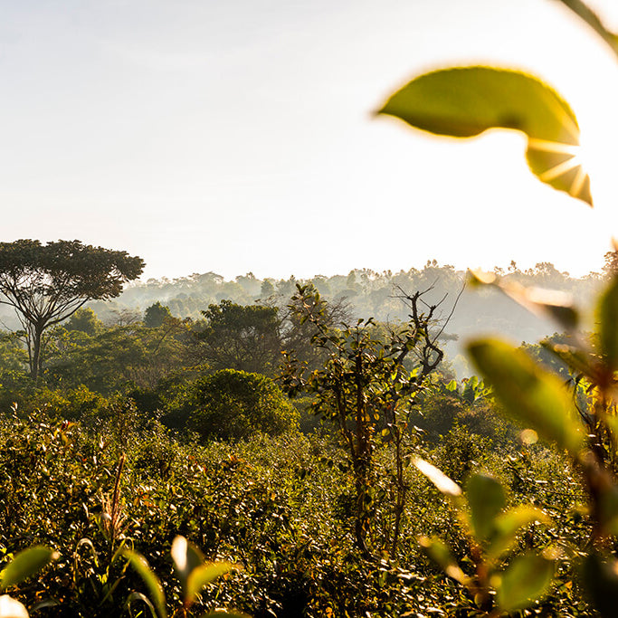 Ethiopia Limu by Coffee Beautiful Fresh Roasted Specialty Grade Coffee by the Coffee Beautiful Coffee Company UK London Surrey
