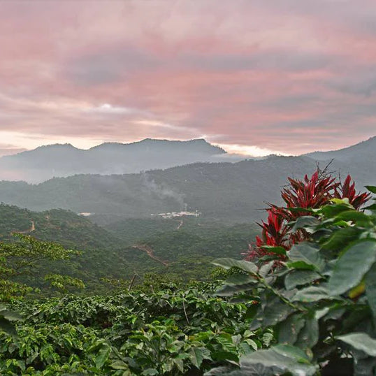 Coffee Beautiful Mexico Mountain Water Decaf Specialty Grade Coffee by the coffee beautiful coffee company uk London Surrey