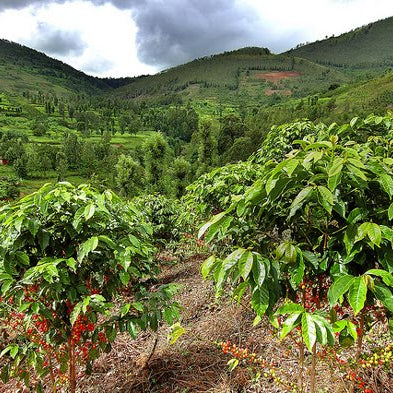 Rwand inzovu by Coffee Beautiful Single Origin Fresh Roasted Specialty Grade Coffee by the coffee beautiful coffee company UK London Surrey