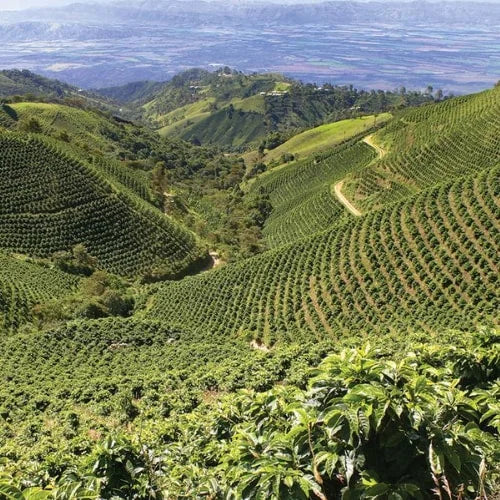 All Our Coffee