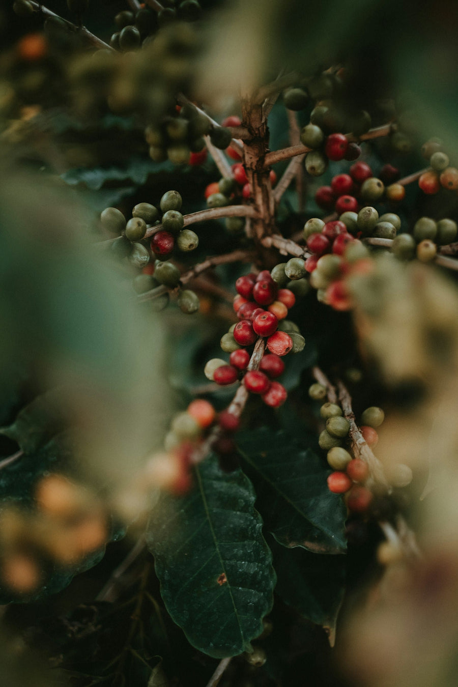 Decaf Coffee